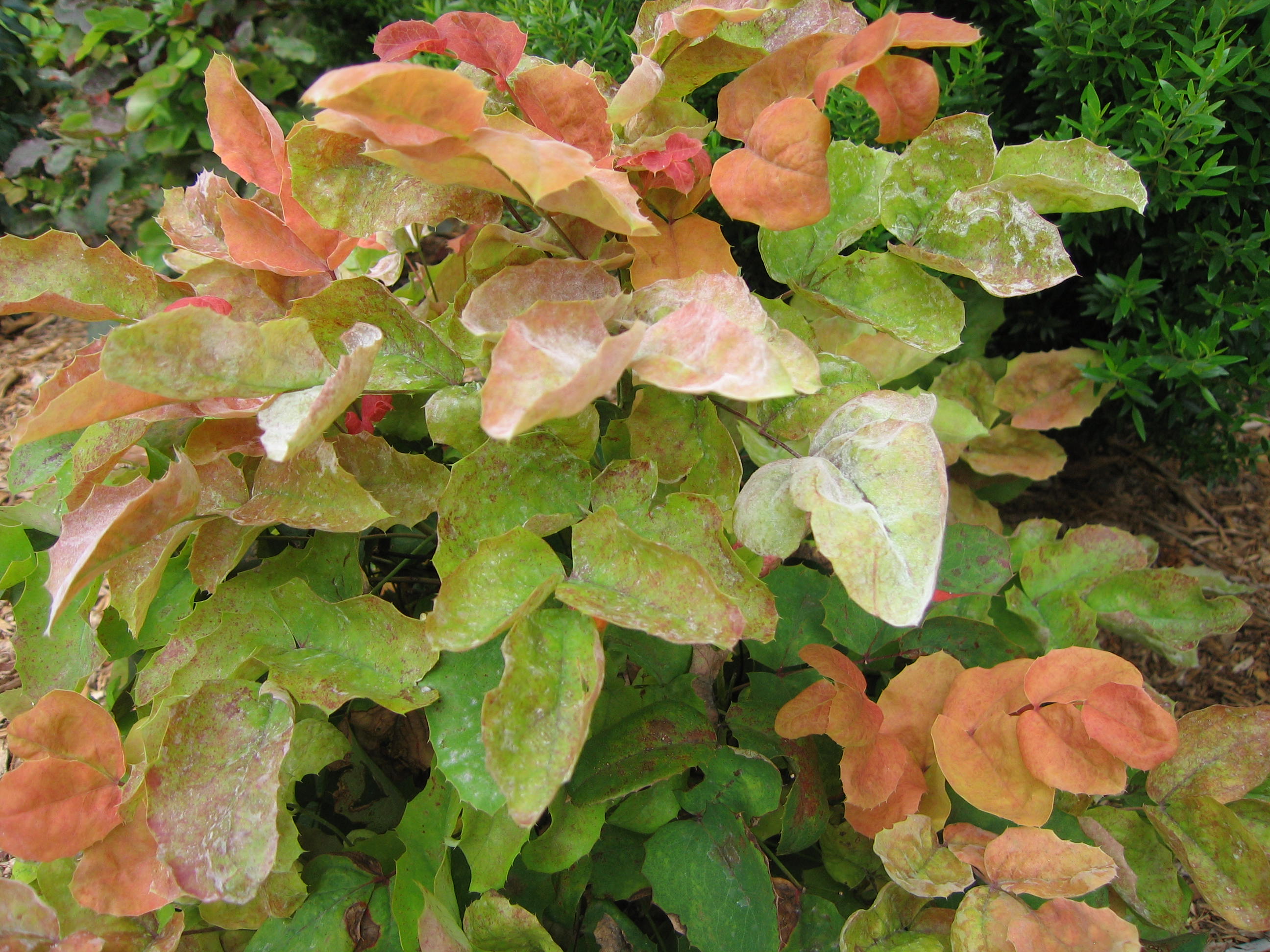 ماهونیا،توت آبی